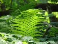 02123 - Photo expedition with Daniel - Ferns.jpg